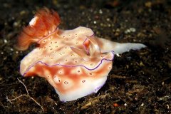 ˮ����Ӱ΢������22��